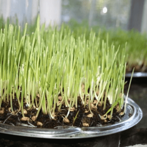 Cách trồng lúa tại nhà